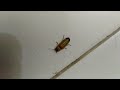 firefly photuris lucicrescens lamyridae