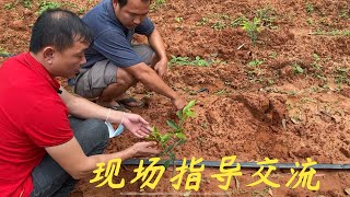 【老林赶野】老林今天裝1200棵苗到湛江雷州，親自過去現場指導種植與技術交流