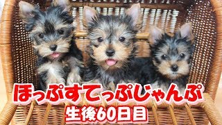 2018年3月18日生まれ・ここあの三つ子ちゃん（生後60日目）