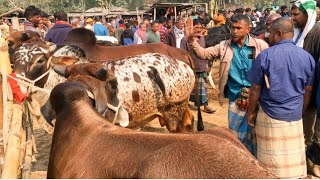 নিজে কিনলে গরু প্রতি পাঁচ হাজার টাকা কম বললেন আলী ভাই।। কেমন দামে খামার উপযোগী ষাঁড় বিক্রি করলেন।।