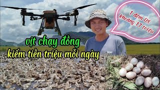 Khám phá nghề nuôi vịt chạy đồng tại miền tây