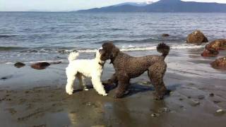 2 Standard Poodles Playing on the Beach