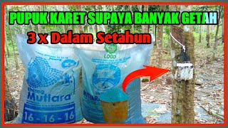 Use this rubber fertilizer to get a lot of sap @Antapan Channel