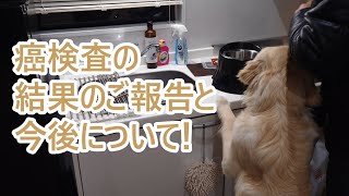 【ご報告】癌検査の結果と今後について、ゴールデンレトリバーの子犬ティト。