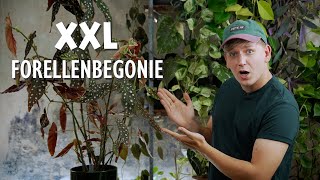 XXL Forellenbegonie 😱 Meine 5 BESTEN Tipps für eine riesige Begonia maculata