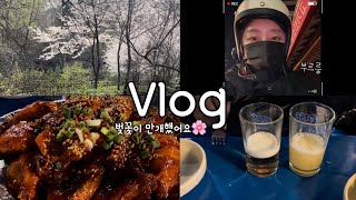 [먹방vlog] 벚꽃 만개했어요🌸_보쌈+보쌈김치+잠수교+한강라면+석촌호수+상봉맛집+숯불바베큐+야장+소맥+고추짬뽕+볶음밥+스쿠터라이딩+바린이+바이크투어+중랑구맛집+경희대맛집