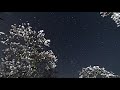 故郷風物詩・月あかりの桜と星空 star trail time lapse