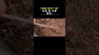 화월(염자, 염좌) 물주기 🚿  이렇게 해보세요 🌴 쑥쑥 자라요~^^ #shorts