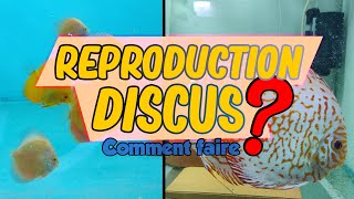 RÉUSSIR LA REPRODUCTION DE TES DISCUS ♦ Gab