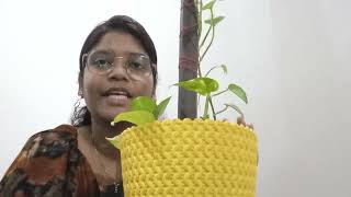 తెలుగు గార్డెన్ టిప్స్ | Money plant growing tips | My angel garden