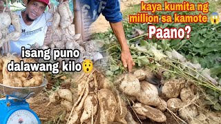 Sweet potato o Kamote isang puno dalawang kilo  ang laman😯 at kayang kumita ng million sa kamote.