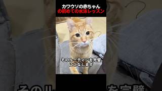 この猫は犬のようにボール遊びが大好き