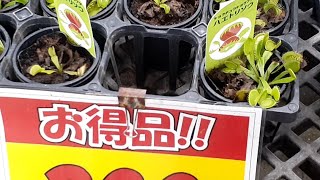 この時期、ホームセンターで食虫植物がお買い得？趣味の園芸の動画。