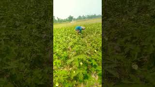 amr sabji khet ||short #shorts video #viral