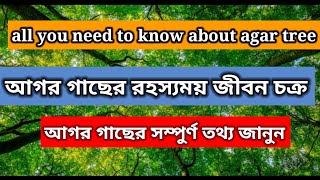 আগর গাছের সম্পুর্ণ তথ্য|🌿 agarwood tree | 🌳আগর কাঠ|আগর গাছ|আগর আতর