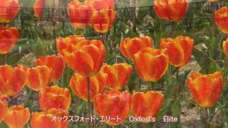 道の駅　新潟ふるさと村　チューリップ　Road Station Niigata Hometown Village Tulip