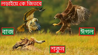 ঈগল  VS বাজ VS শকুনের লড়াইয়ে কে জিতবে।।Eagle vs Vulture vs Hawk Fight Who Will Win in a Fight