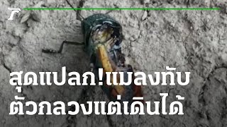 สุดแปลก! แมลงทับ ตัวกลวงแต่เดินได้ | 17-09-65 | ตะลอนข่าวสุดสัปดาห์