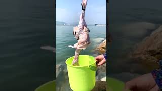 Second Fishing #fish#fishing videos#fish catching#catching fish#best fishing video#fish video#Short