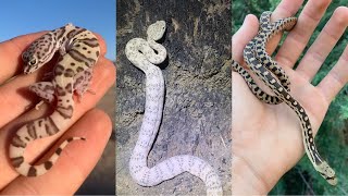 Southern California Snakes - Lots of Rattlesnakes and Lizards - Fall 2023