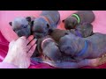 www.luvforfrenchies.com chamoi s litter 3 wks old 02 07 18