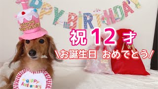 【ダックスフンド】祝12歳☆お誕生日おめでとう☆愛犬が喜ぶ贈り物☆