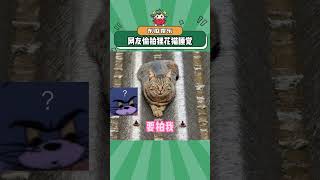 狸花猫：拍我，稍等，起个范！#猫咪 #娱乐评论大赏#shorts