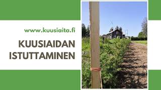 Kuusiaidan istuttaminen