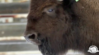 Bison return to Banff for first time in more than a century