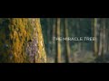 (TEASER) MRC - THE MIRACLE TREE