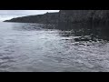 capelin rolling on middle cove beach newfoundland