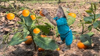 CUTIS Farmers Go To Harvest Farm Fruits