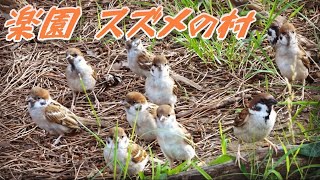 楽園 スズメの村 Cute sparrows. 野鳥動画 野鳥観察 雀 巣立ち雛 かわいい スズメの群れ 大群 若い雀