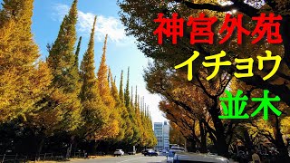 神宮外苑　イチョウ並木　2021年11月8日撮影