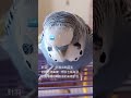 針羽 pin feather 生えかけの羽 虎皮鸚鵡 budgie セキセイインコ parakeet