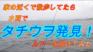 【博多湾・河口・タチウオ】家の近くで散歩してたら、水面でタチウオ発見！ルアーを投げてみた。