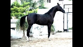 A majestic Marwari Stallion Devraj sired by Stallion Dilbagh of Posana Stud