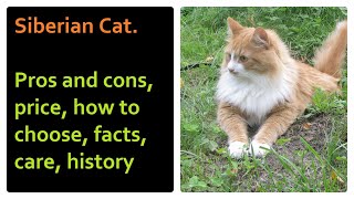 Siberian Cat. Pros and Cons, Price, How to choose, Facts, Care, History