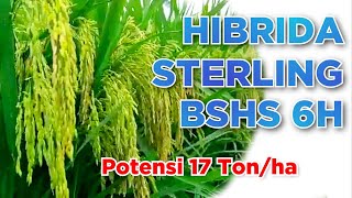 Padi Hibrida Sterling BSHS-6H