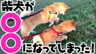 【柴犬 散歩】柴犬姉妹が散歩中にカエルを見つけ、○○になってしまった！キレッキレの行動がたくましくてかわいい♡