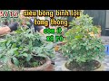 5/12 còn ít xã rẻ siêu bông bình lợi tàng thông già mùa ☎0939099607 thúy hằng