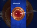 How Invitro Fertilization (IVF) works 😊 #shorts