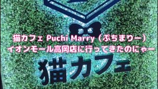 猫カフェ Puchi Marry（ぷちまりー）イオンモール高岡店に行ってきたのにゃー