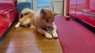 【秋田犬】ヨーグルトの残りを舐めるもんた君　[Akita Inu] Monta-kun licking the rest of the yogurt