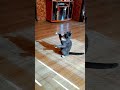 приколысживотными приколы коты cat котики мем котик мурчик кот