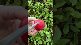 Satisfying fruit plums cutting video #cuttinggarden #cuttingfruit #cuttingskills