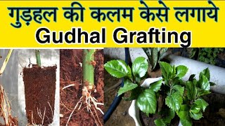 गुड़हल की कलम कैसे लगाएं ll Gudhal ki Kalam kaise lagaye ll Hibiscus Cuttings