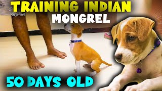 Training Indian Mongrel - Sandan Reviews