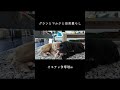 癒し！ short ラブラドゥードル labradoodle 犬のいる生活 犬と田舎暮らし