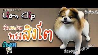 บ้านหมาพาไปไหน l ตัดขนปอมทรงสิงโต Pomeranian Lion Clip (cinematic scene)